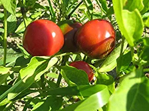 Sweet Cherry Pepper Seeds (20 Seed Pack)
