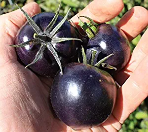 Seeds Rare Tomato American Blue Medium Vegetable Heirloom Ukraine